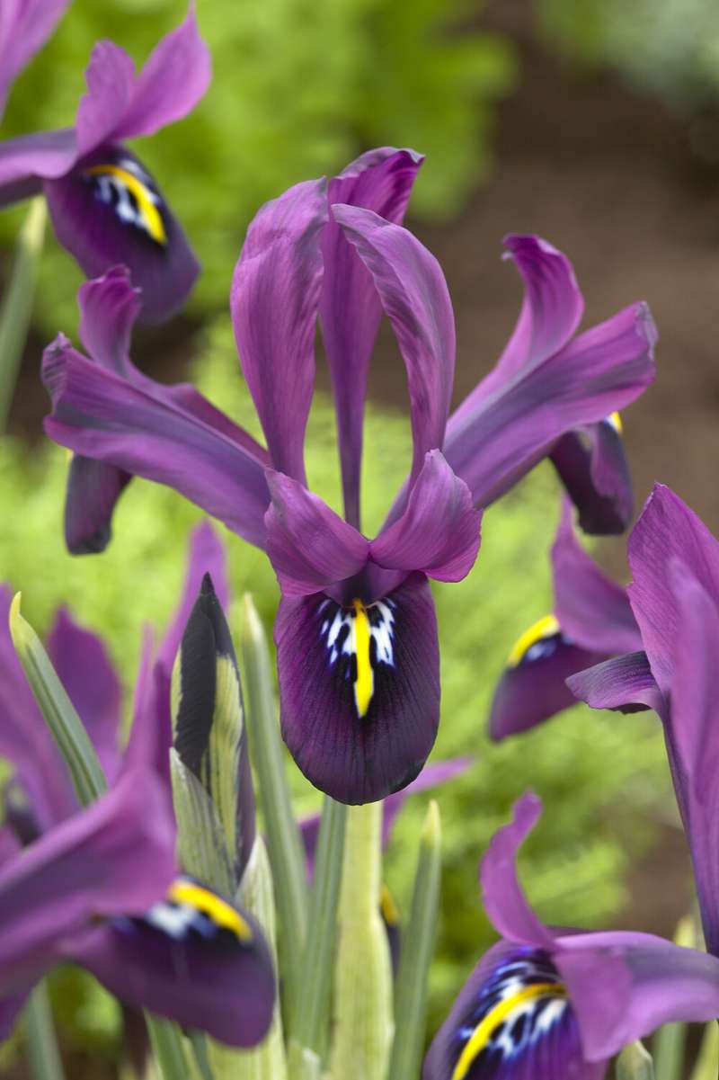 Iris reticulata 'George'